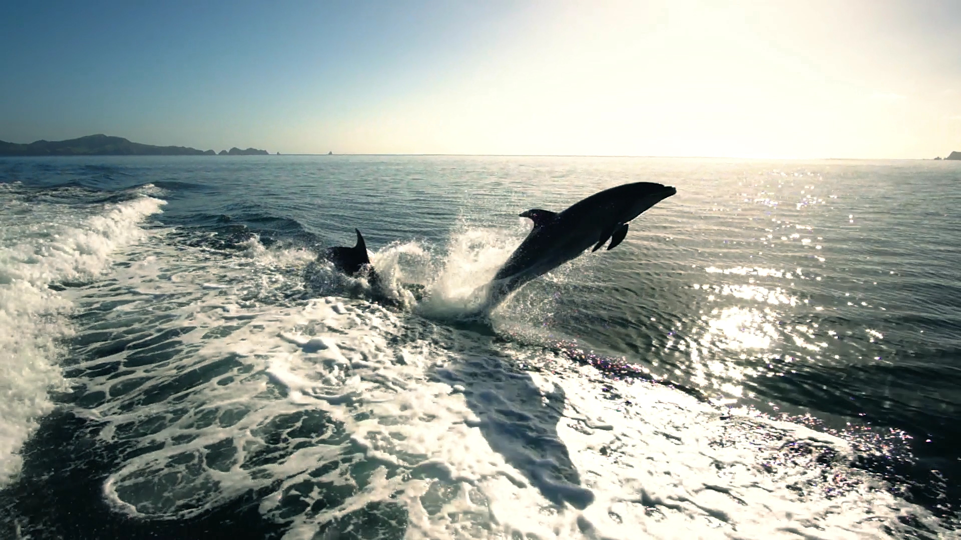 Naples Florida Dolphin Tours & Wildlife Eco Tours